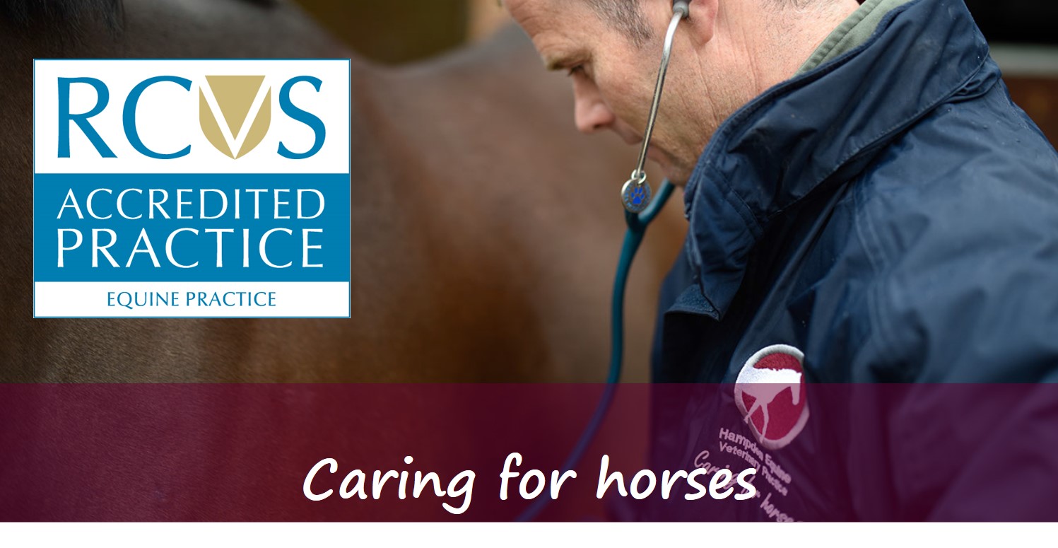 caring for horses