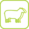 Sheep Health and Production