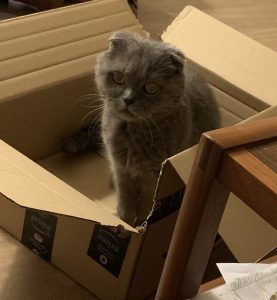 Buxton the cat sitting in a box